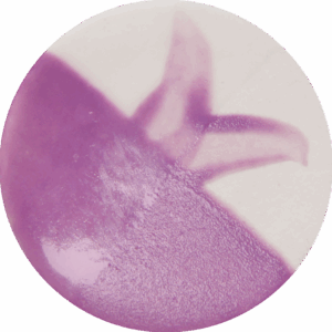 Wisley Pink - Cafe Colour High Fire