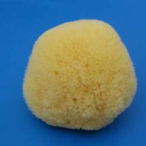 Silk Sea Sponge
